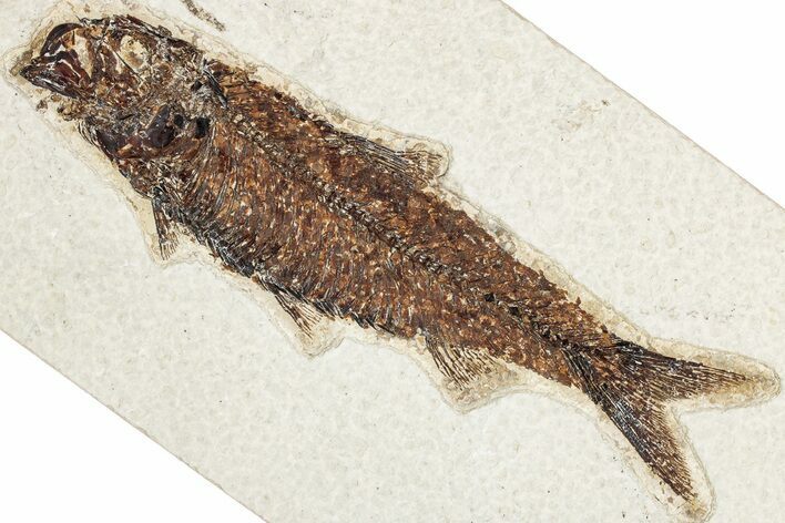 Detailed Fossil Fish (Knightia) - Wyoming #349271